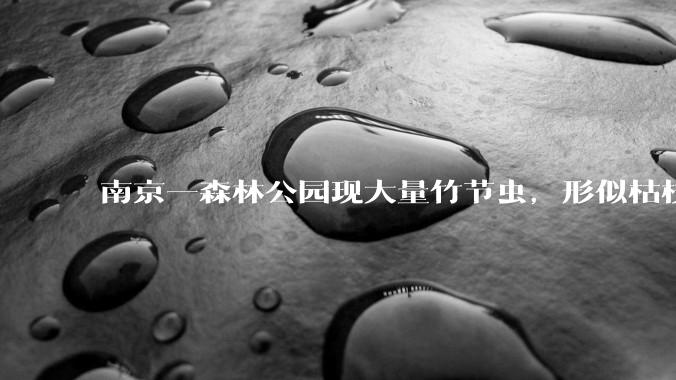 南京一森林公园现大量竹节虫，形似枯枝，网友称凑近才发现是虫子落荒而逃，竹节虫会不会咬人？碰到它会怎样？